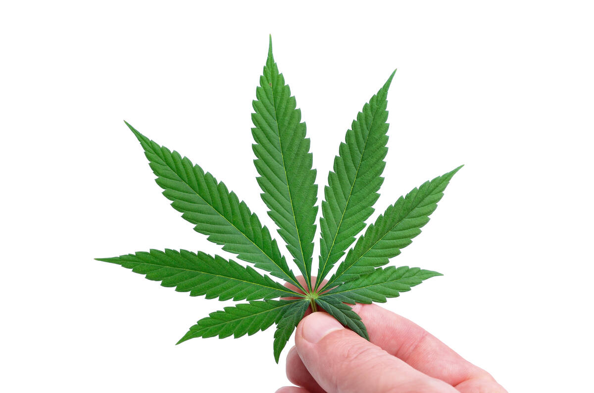 Hand holding a perfect cannabis leaf