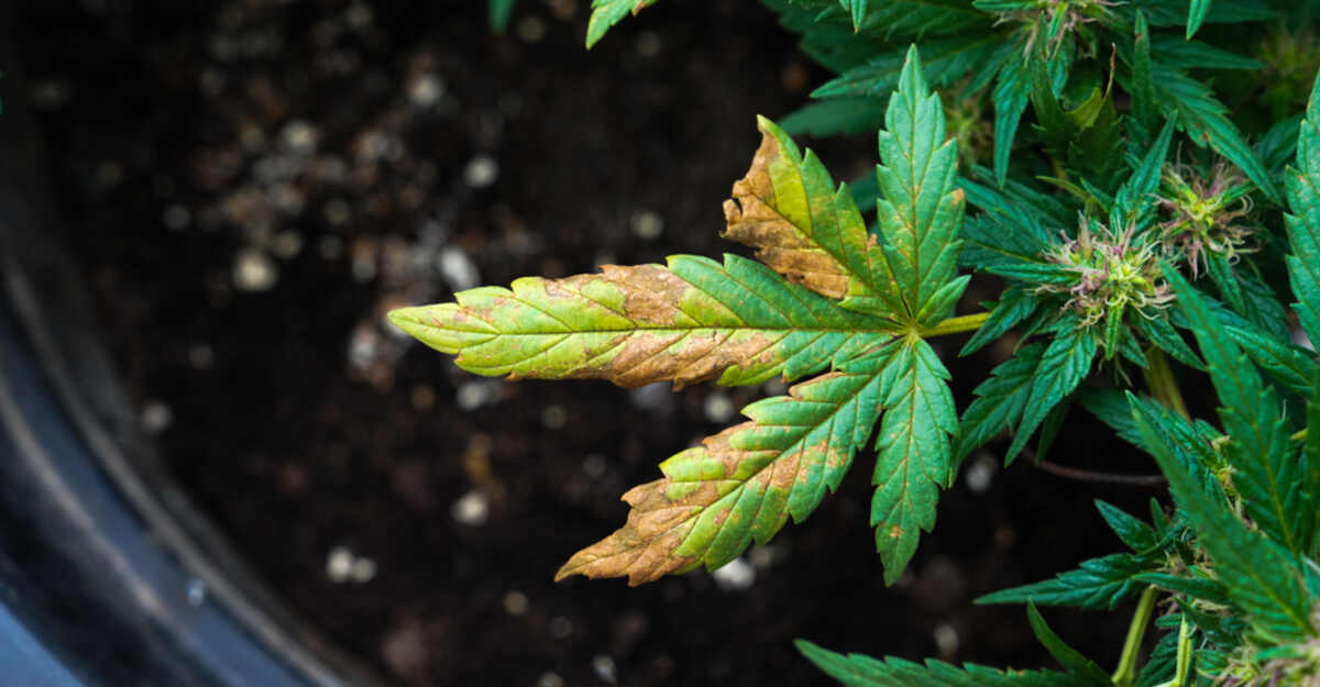 Weak cannabis plant with yellow leaves