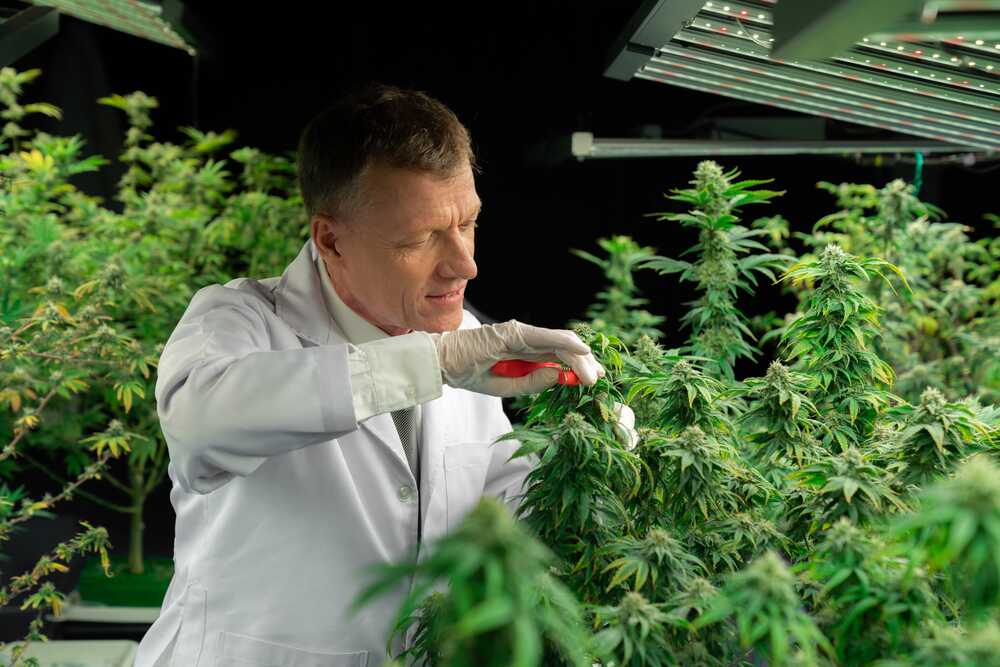 Man cropping a marijuana plant