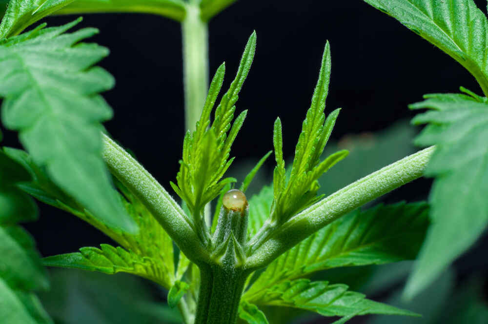 topped cannabis plant