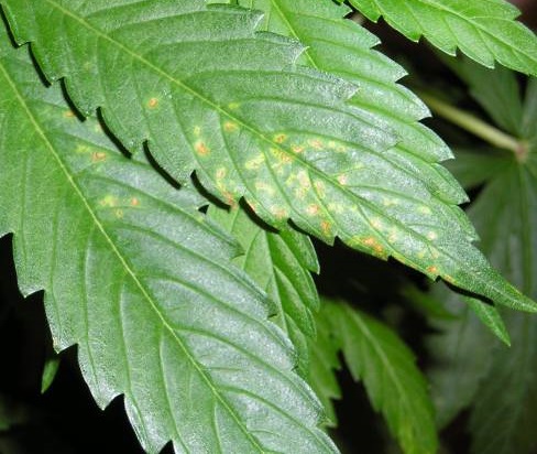 calcium deficiency marijuana