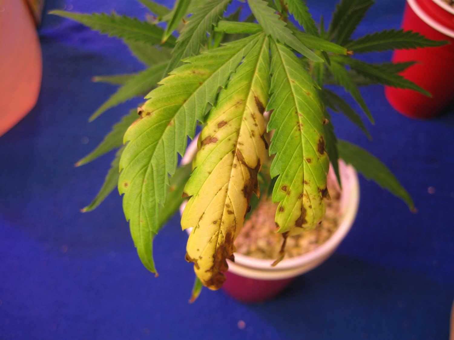 nitrogen deficiency in cannabis