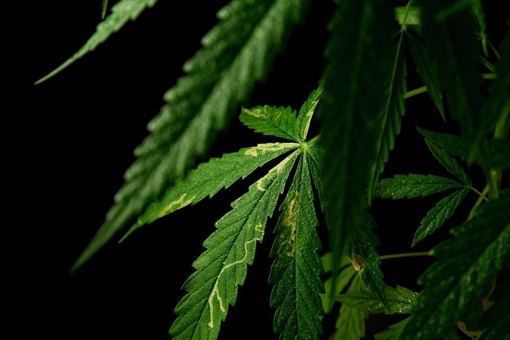 cannabis plant growing outdoors with evidence of leaf miners causing damage to the leaves