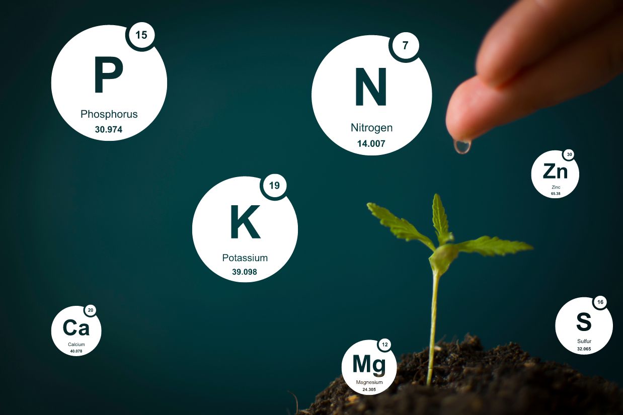 cannabis nutrients NPK