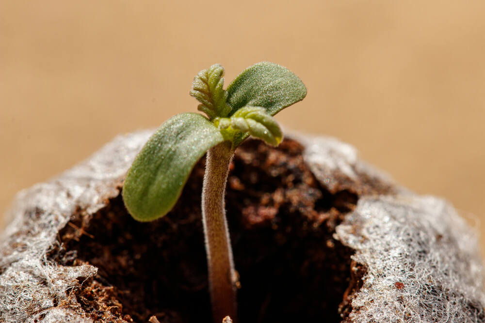 germinating autoflower seeds in peat pelets