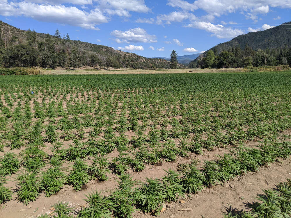 autoflowers growing outdoors in a warm climate
