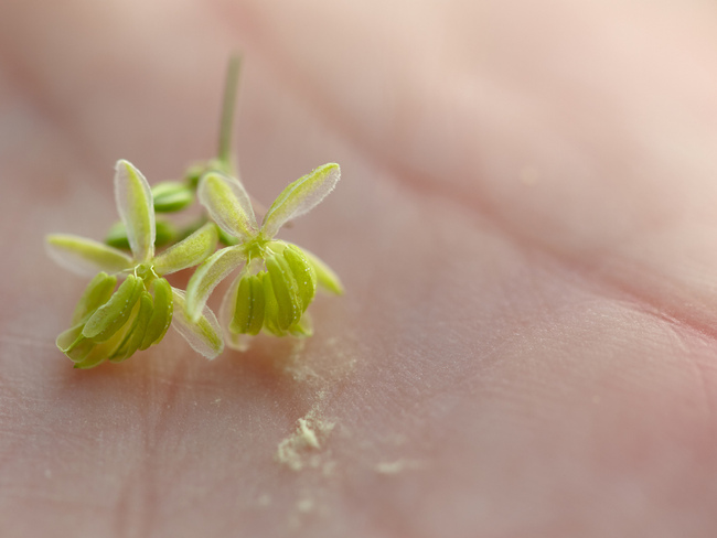 male pollen from a cannabis plant