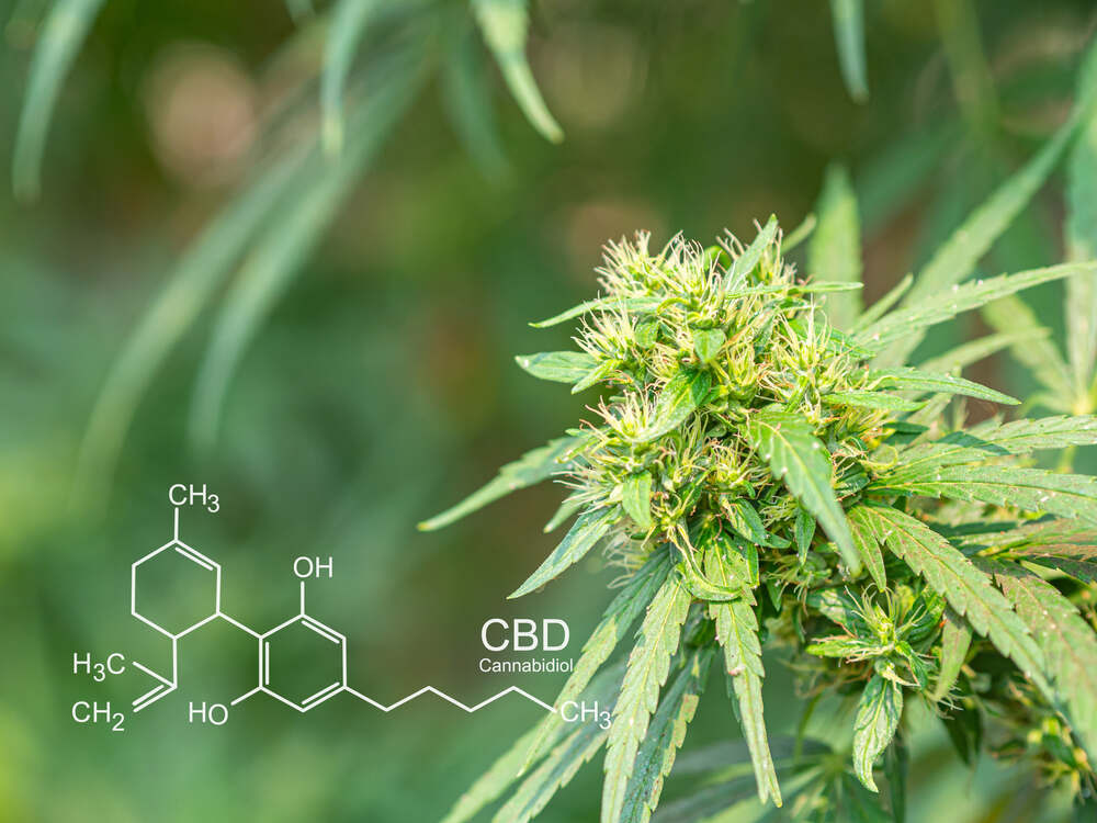 What is CBD hemp flower?