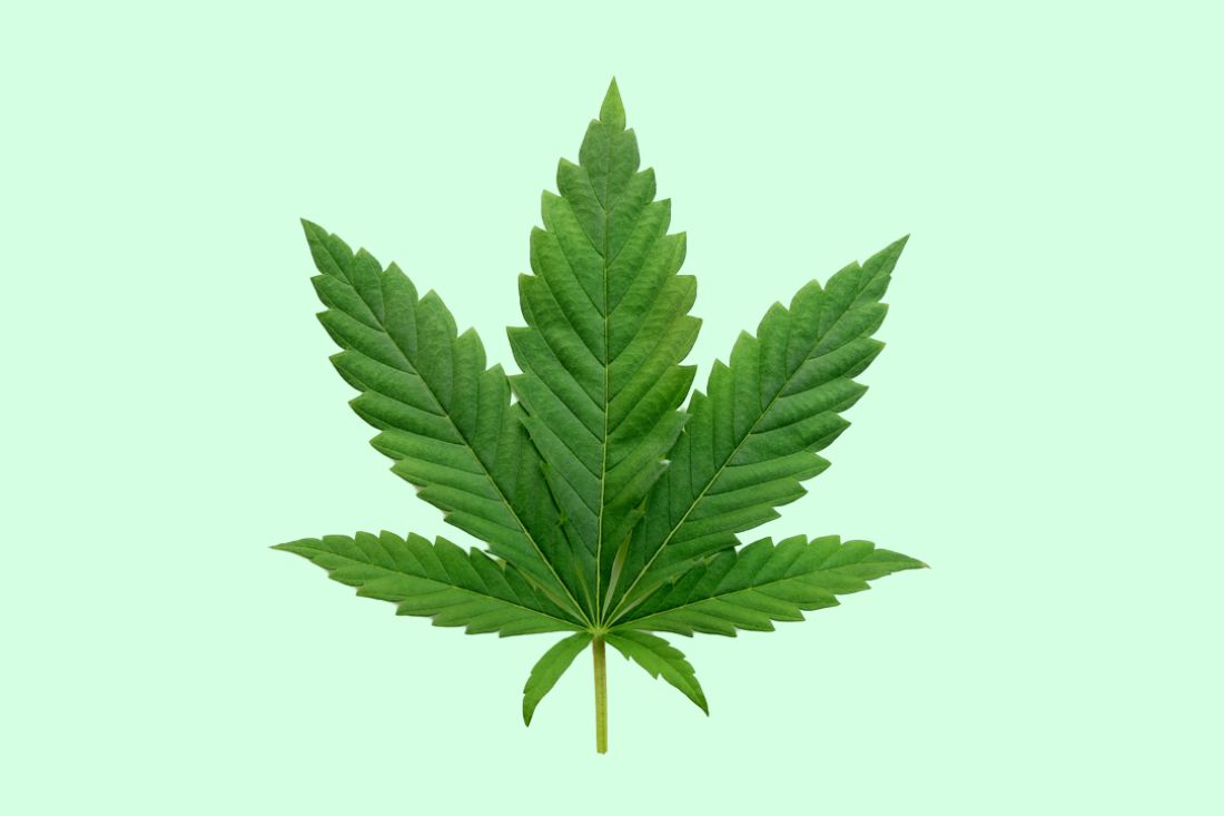 indica cannabis leaf