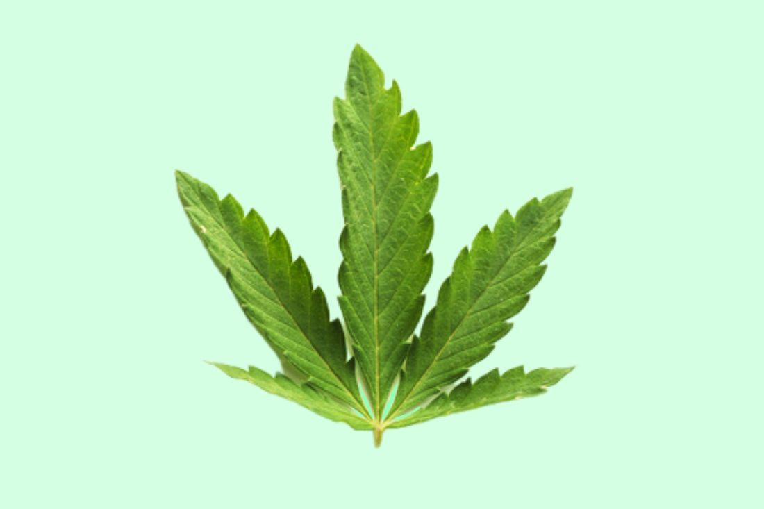 ruderalis cannabis leaf