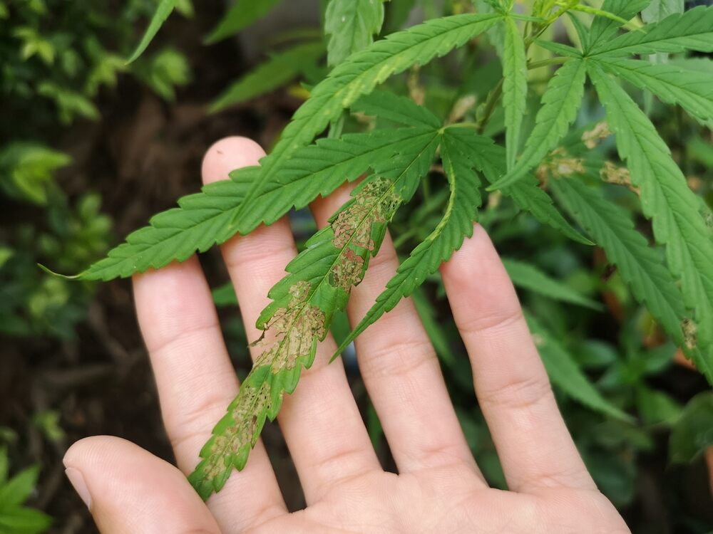 hand holding cannabis leaf with calcium deficiency 