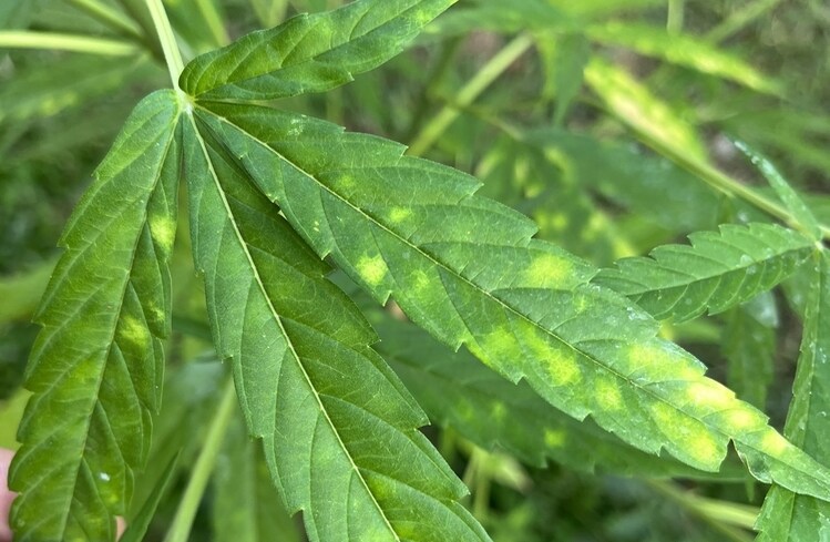 Leaf septoria on cannabis leaves