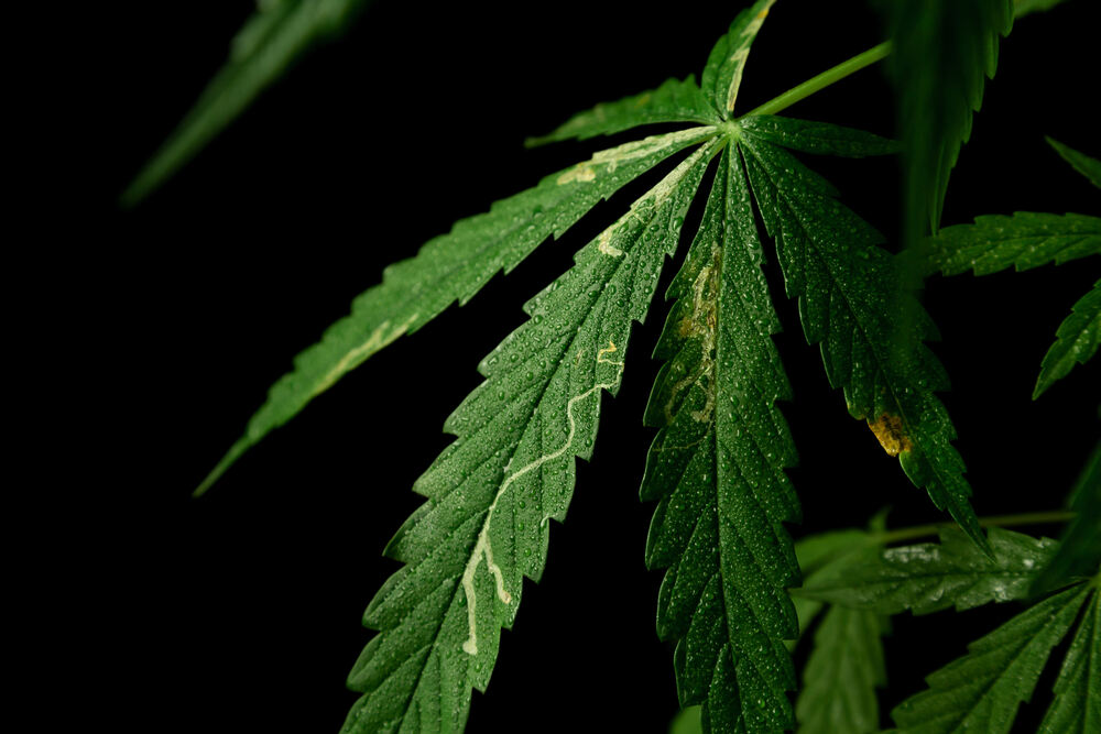 cannabis leaf drooping with signs of leaf miner