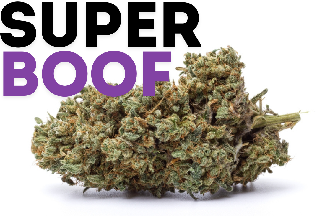 Super Boof Strain Review – Effects, Taste & Grow Guide