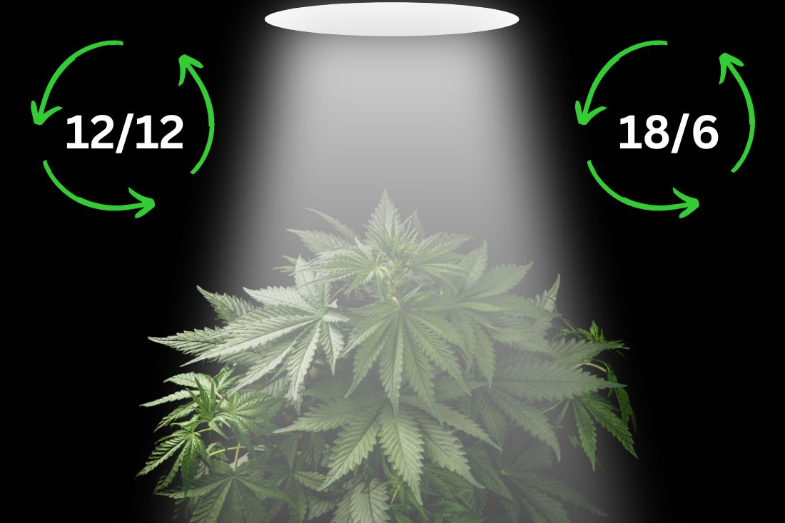 What light schedules do you need for growing cannabis plants?