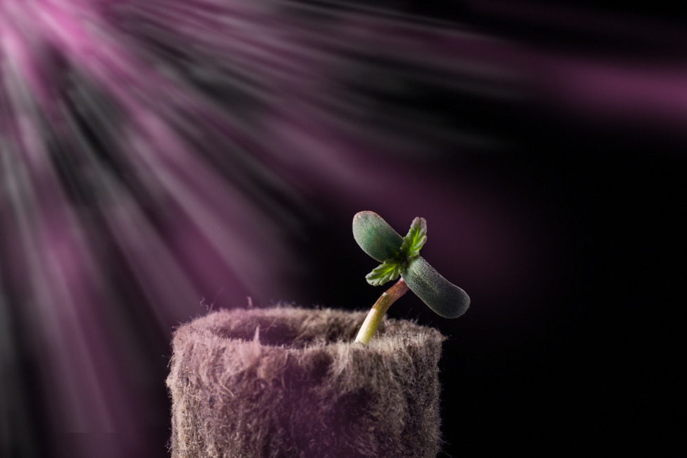 cannabis seedling growing in rockwool cube