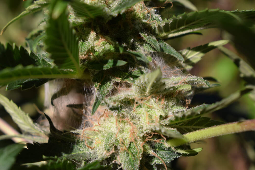 close up of bud rot on cannabis