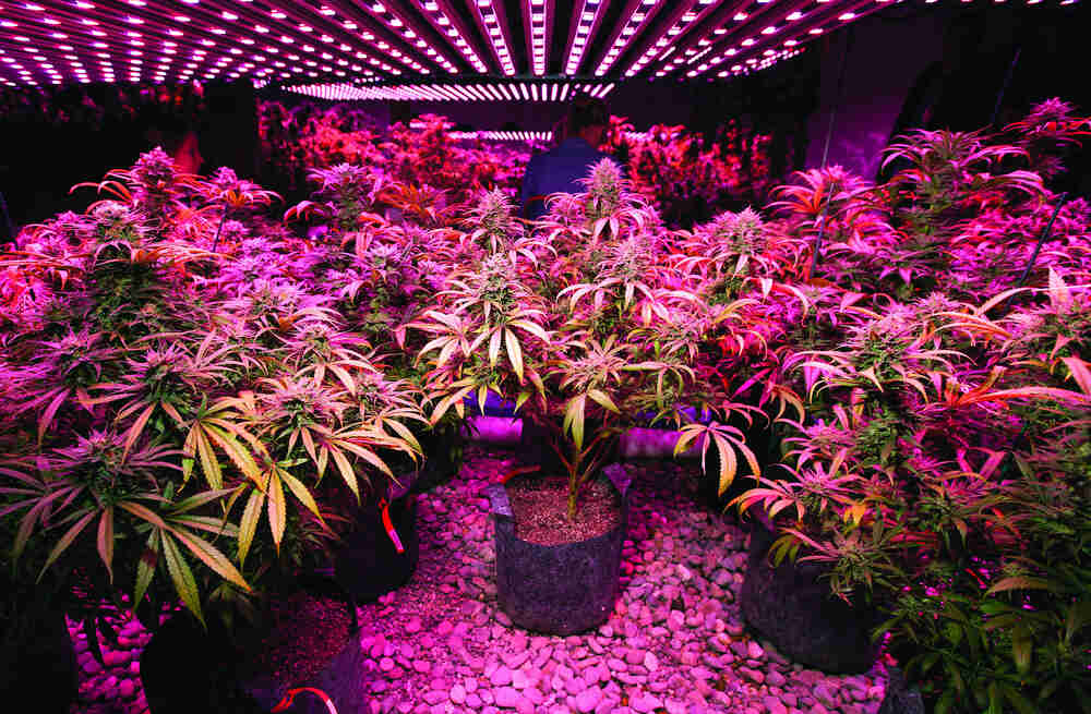 led cannabis grow lights with flowering cannabis plants