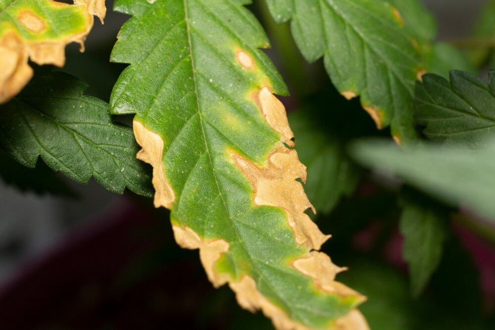 cannabis leaf with nutrient burn