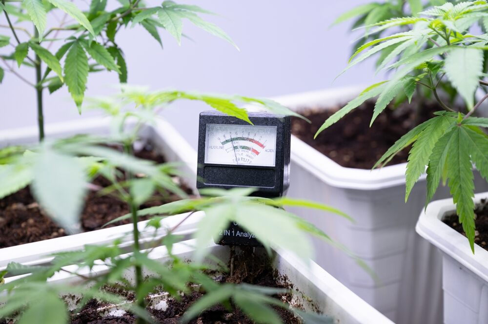 pH tester in a cannabis plant pot