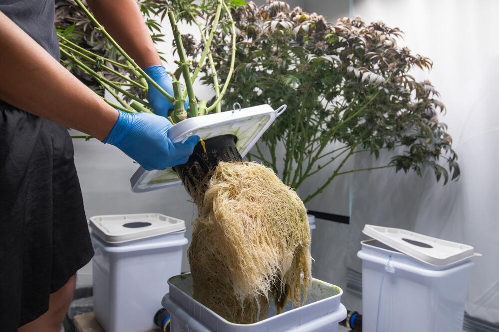 grower showing healthy cannabis roots in a hydroponic set up