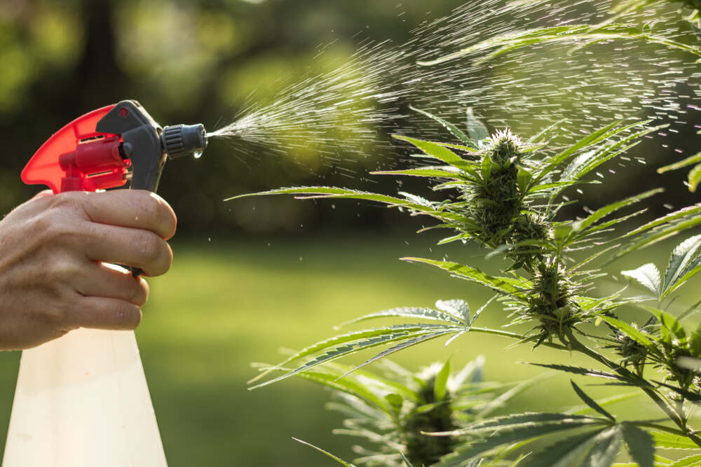 a man spraying cannabis plants with milk to eliminate powdery mildew