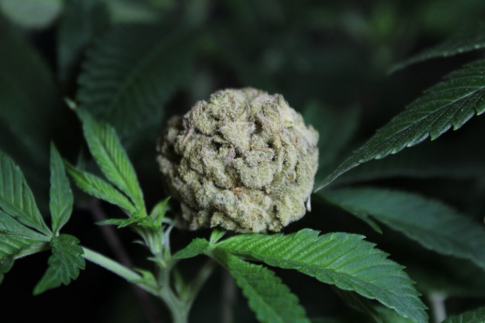 Everything you need to know about White Rhino strain