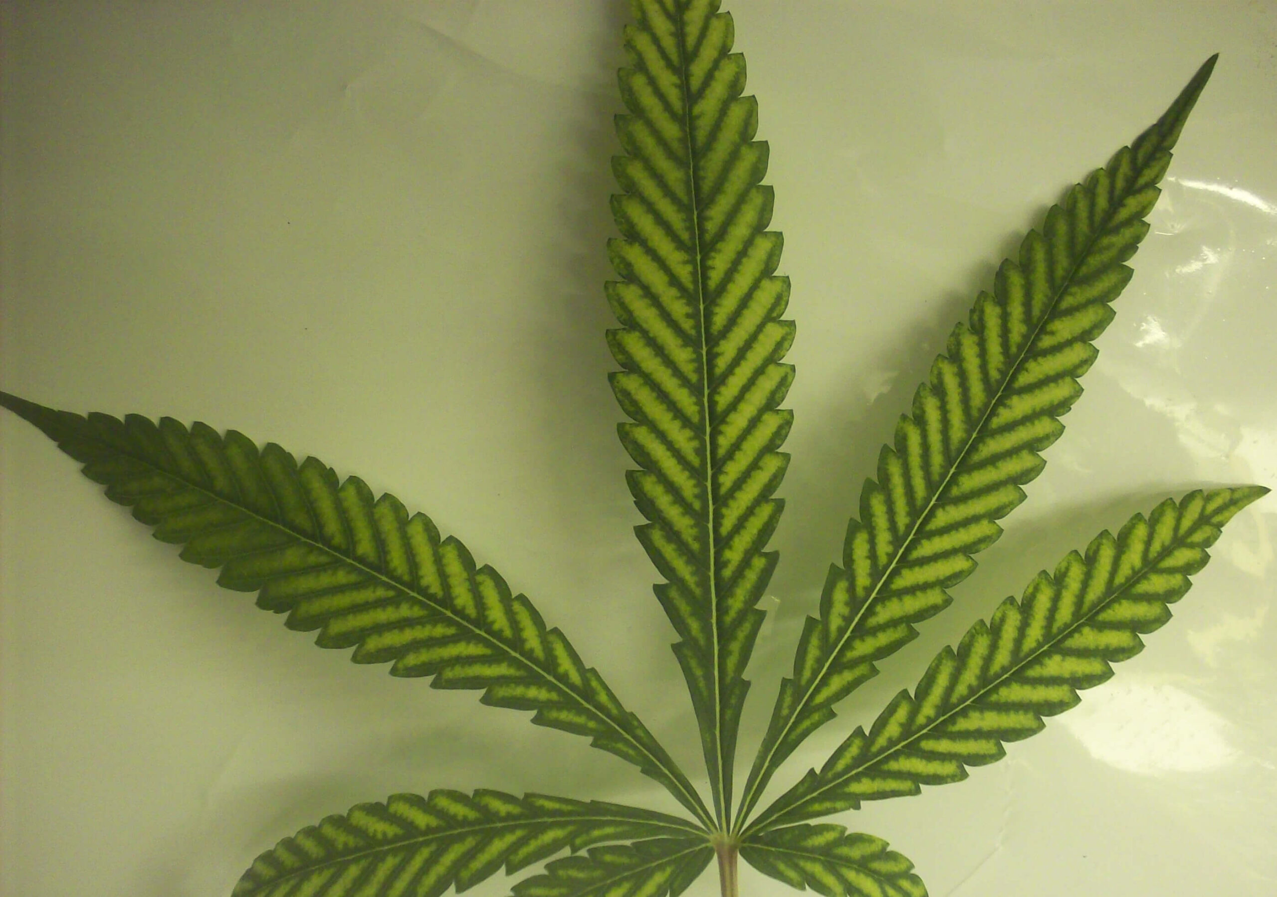 Magnesium Deficiency: Fixing Your Sick Marijuana Plant