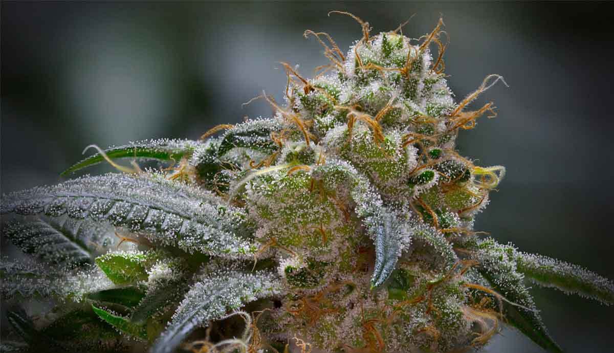 Cannabis Plant Macro Flower Shot Trichomes