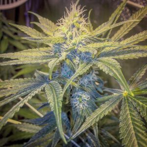 Green Crack strain flowering