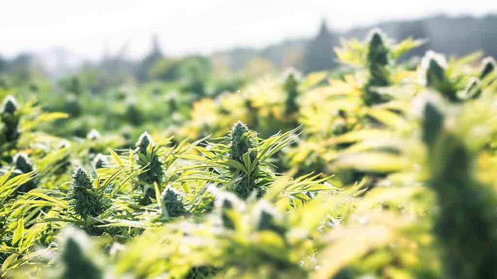 Top 10 Best Outdoor Cannabis Strains