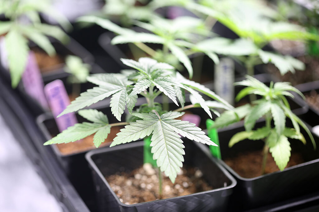 Marijuana Plants, Seedlings, Cuttings and Clones being grown indoors in a Marijuana Grow Tent under artificial lights and a climate controlled