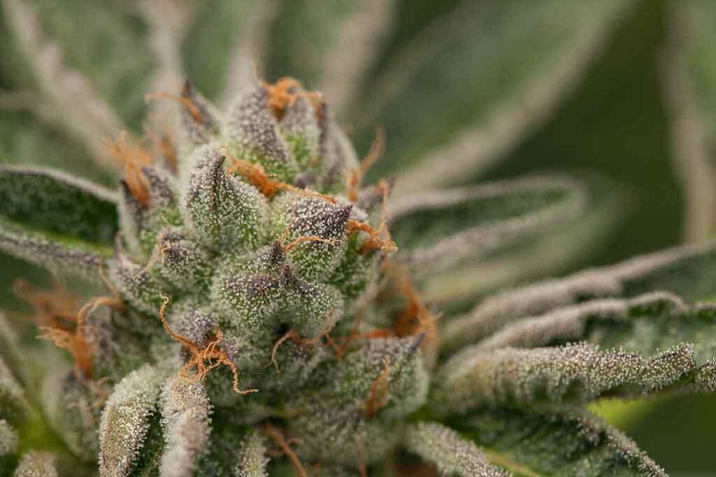 Cookie strain Cannabis Bud Macro Girl Scout Cookie