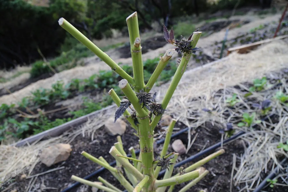 Revegging weed plants after harvesting