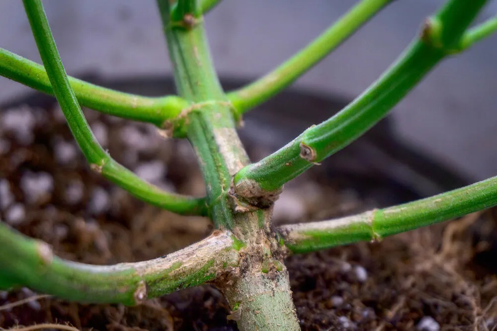 the trunk of a cannabis plant placed into re-vegging