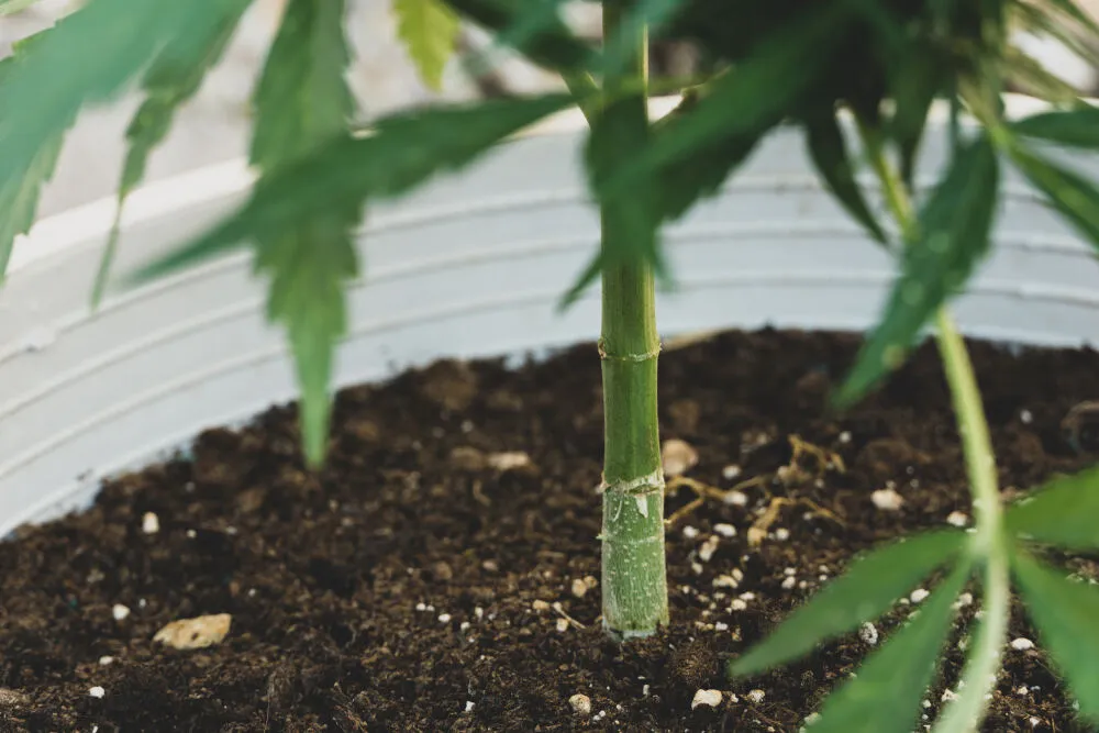 the trunk of a marijuana plant in soil in a white plant pot