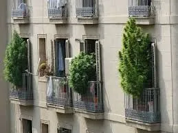 Cannabis growing on a balcony in Barcelona