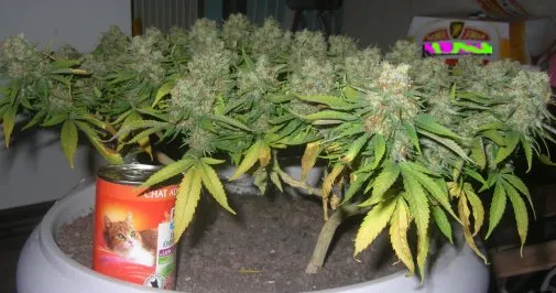 How To Super Crop Your Cannabis Plant