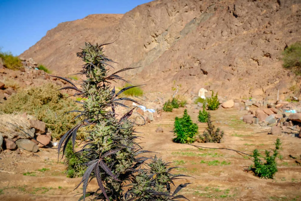 Can Weed Grow in Dry Desert-like Climates?