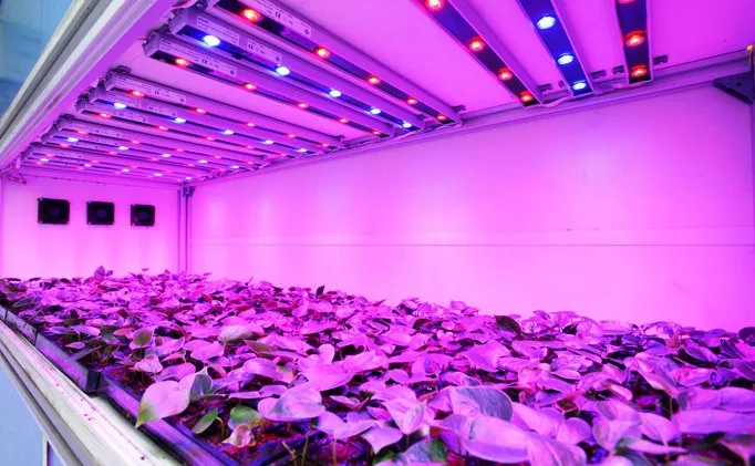 Top 5 Tips To Make The Most Of Your LED Grow Room Setup