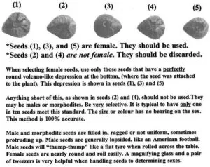 Sexing cannabis seeds chart