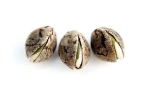 cannabis seeds germinating