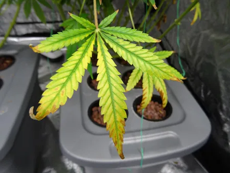 Nitrogen Deficiency: Fixing Your Sick Marijuana Plant