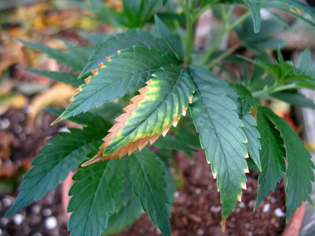 potassium deficiency in weed