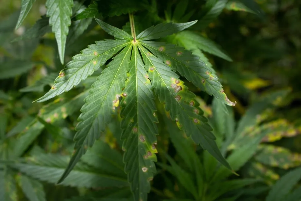 How to fix manganese deficiency in cannabis