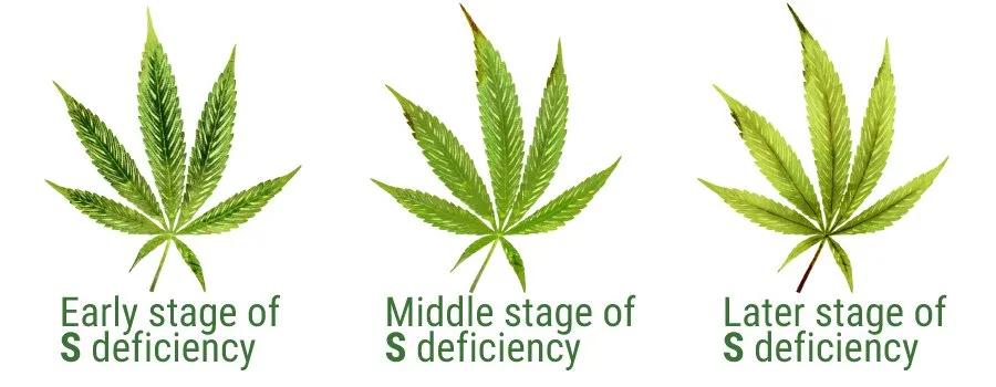 suler deficiency symptoms