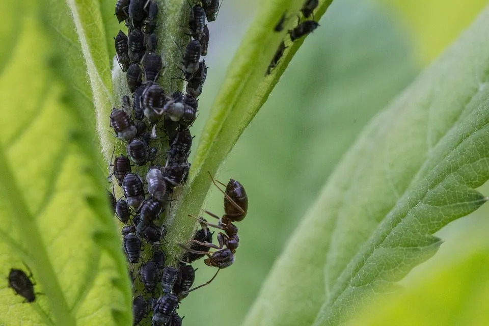 Pests on cannabis leaves