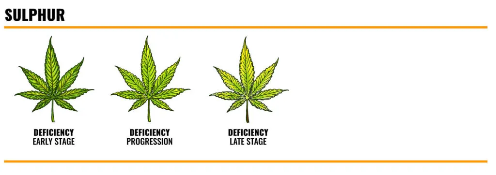 Sulphur deficiency in cannabis