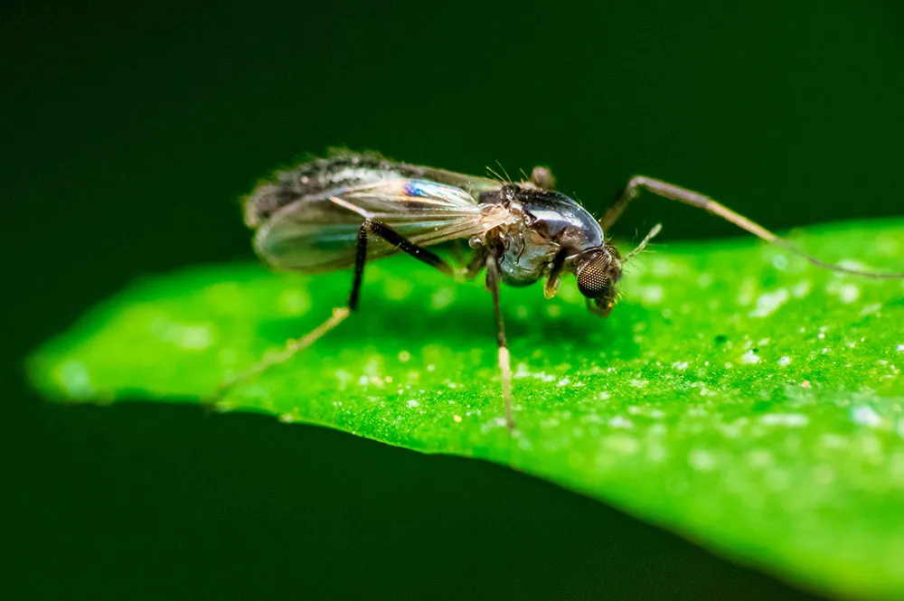 fungas gnats on cannabis leaf