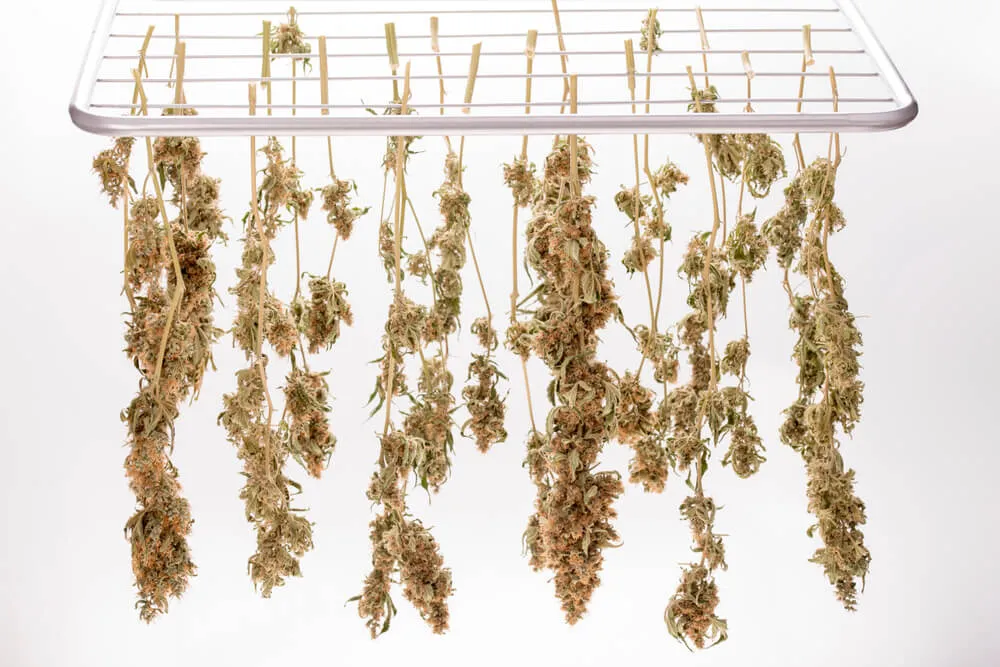 hang drying cannabis branches individually on a clothing rack